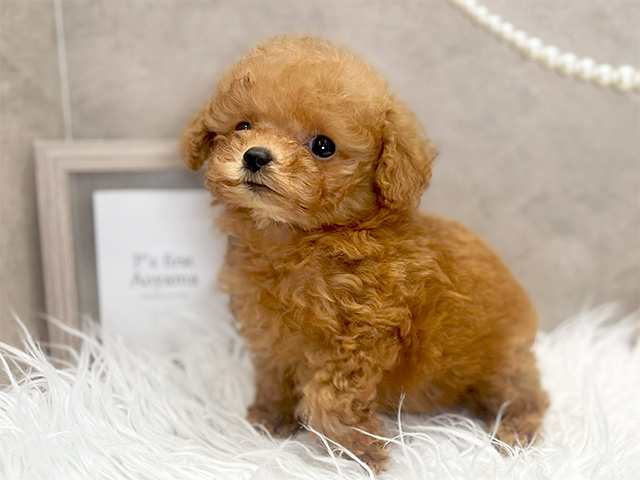 広島県のトイプードル(ティーカップ) (ペッツファースト広島本通店/2025年8月11日生まれ/女の子/レッド)の子犬の2枚目の画像