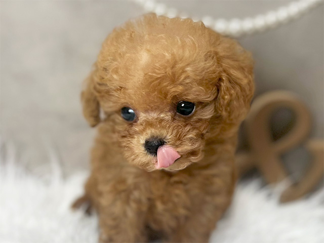 広島県のトイプードル(ティーカップ) (ペッツファースト広島本通店/2025年8月11日生まれ/女の子/レッド)の子犬の3枚目の画像