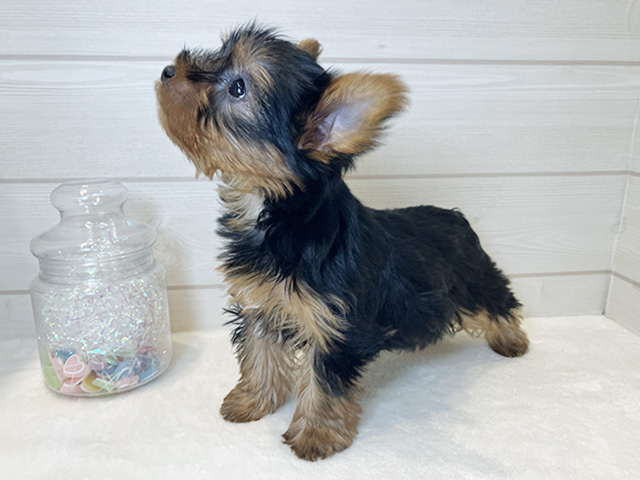 東京都のヨークシャーテリア (ペッツファースト麻布十番店/2025年8月5日生まれ/女の子/スチールブルータン)の子犬の2枚目の画像