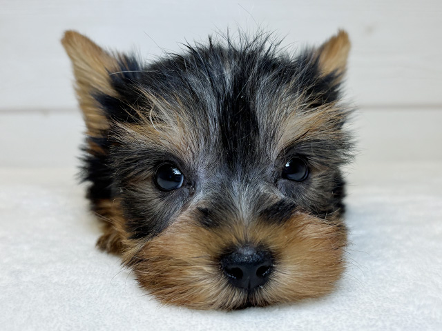 東京都のヨークシャーテリア (ペッツファースト麻布十番店/2025年8月5日生まれ/女の子/スチールブルータン)の子犬の3枚目の画像