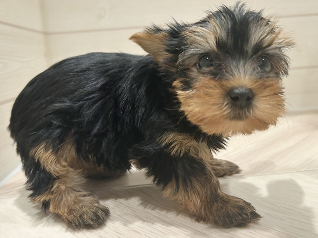 東京都のヨークシャーテリア (ペッツファースト豊洲店/2025年8月5日生まれ/女の子/スチールブルータン)の子犬の2枚目の画像