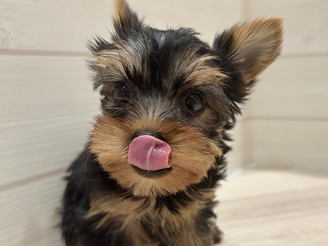 東京都のヨークシャーテリア (ペッツファースト豊洲店/2025年8月5日生まれ/女の子/スチールブルータン)の子犬の3枚目の画像