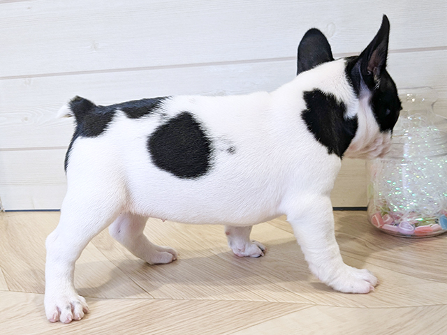 神奈川県のフレンチブルドッグ (ペッツファースト川崎店/2025年8月11日生まれ/女の子/パイド)の子犬の2枚目の画像