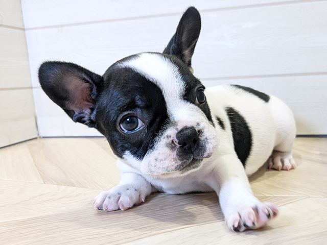 神奈川県のフレンチブルドッグ (ペッツファースト川崎店/2025年8月11日生まれ/女の子/パイド)の子犬の3枚目の画像