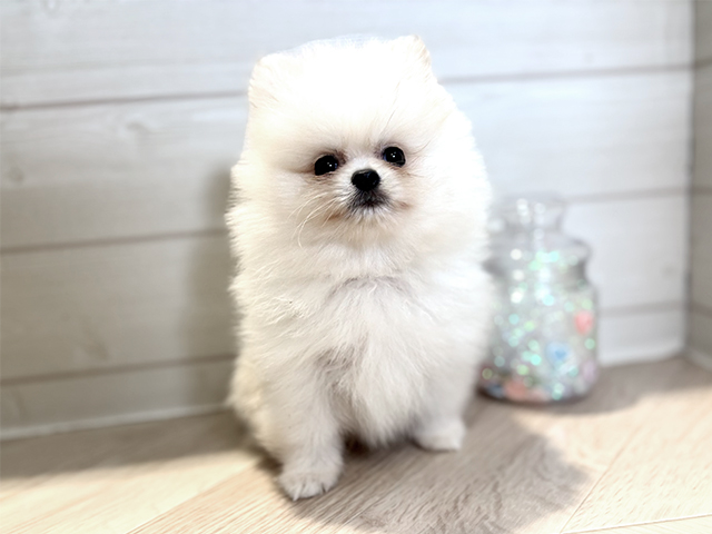 神奈川県のポメラニアン (ペッツファースト大和店/2025年8月12日生まれ/男の子/クリーム)の子犬