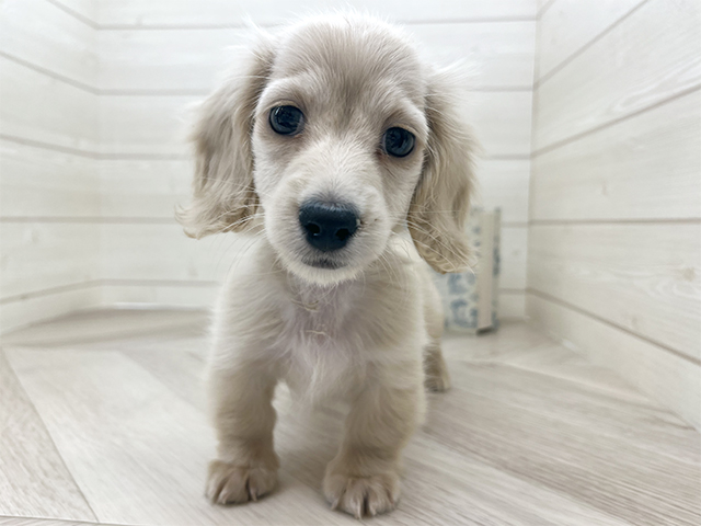 愛知県のカニンヘンダックスフンド(ロング) (ペッツファースト岡崎店/2025年8月12日生まれ/男の子/イエロー)の子犬の1枚目の画像