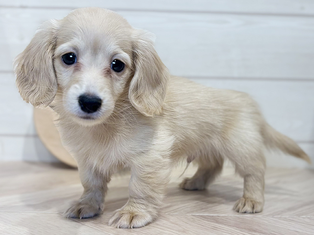 福岡県のカニンヘンダックスフンド(ロング) (ペッツファースト筑紫野店/2025年8月12日生まれ/男の子/イエロー)の子犬の2枚目の画像