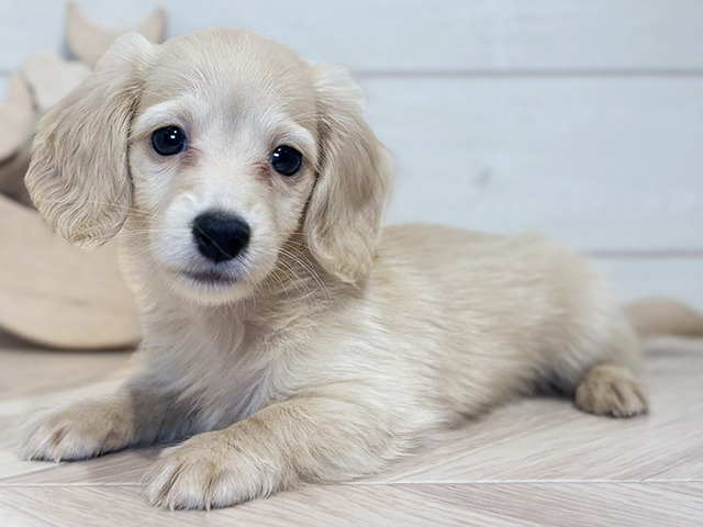 福岡県のカニンヘンダックスフンド(ロング) (ペッツファースト筑紫野店/2025年8月12日生まれ/男の子/イエロー)の子犬の3枚目の画像