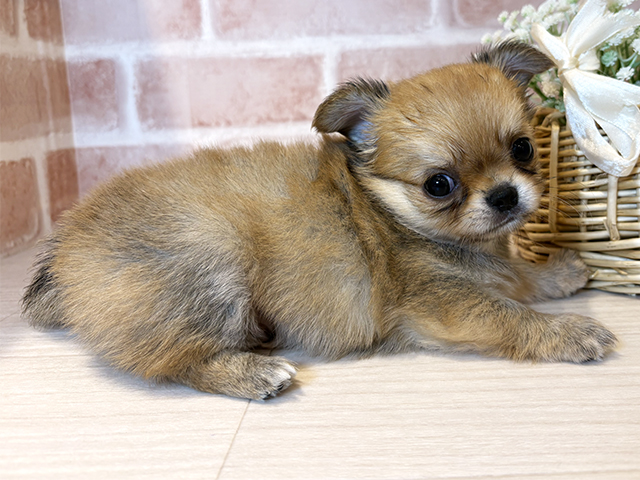 大阪府のチワワ(ロング) (ペッツファースト北心斎橋店/2025年8月12日生まれ/男の子/フォーン)の子犬の2枚目の画像