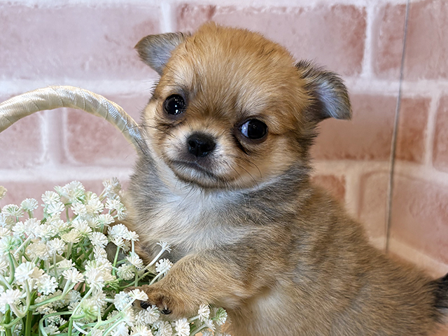 大阪府のチワワ(ロング) (ペッツファースト北心斎橋店/2025年8月12日生まれ/男の子/フォーン)の子犬の3枚目の画像