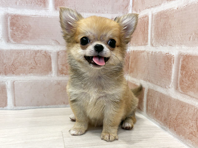 千葉県のチワワ(ロング) (ペッツファースト千葉ニュータウン店/2025年8月12日生まれ/女の子/フォーン)の子犬の1枚目の画像