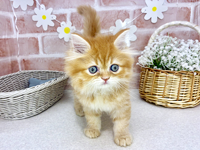 福岡県のラガマフィン (ペッツファースト福津店/2025年8月12日生まれ/男の子/レッドタビー)の子猫の1枚目の画像