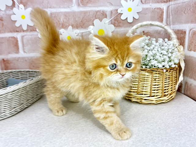 福岡県のラガマフィン (ペッツファースト福津店/2025年8月12日生まれ/男の子/レッドタビー)の子猫の2枚目の画像