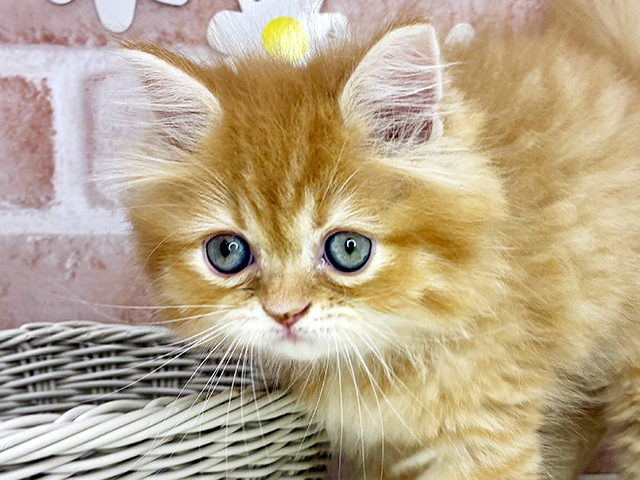 福岡県のラガマフィン (ペッツファースト福津店/2025年8月12日生まれ/男の子/レッドタビー)の子猫の3枚目の画像