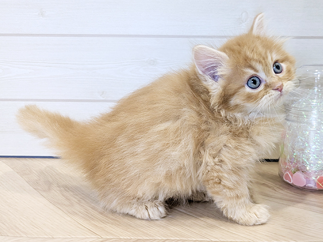 神奈川県のラガマフィン (ペッツファースト川崎店/2025年8月12日生まれ/男の子/レッドタビー)の子猫の2枚目の画像
