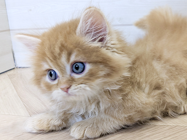 神奈川県のラガマフィン (ペッツファースト川崎店/2025年8月12日生まれ/男の子/レッドタビー)の子猫の3枚目の画像
