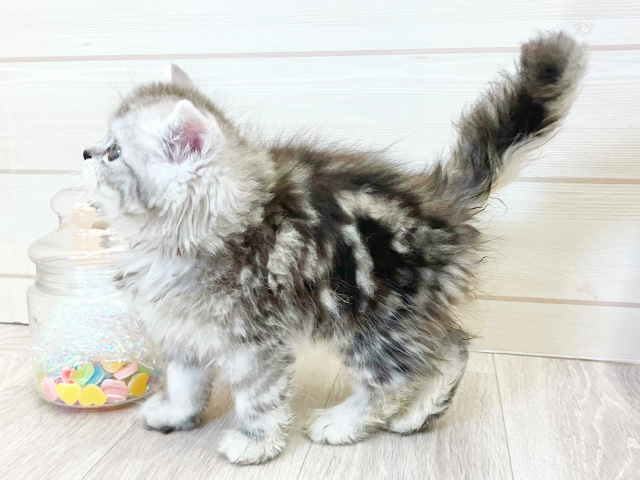 愛知県のラガマフィン (ペッツファースト大高店/2025年8月12日生まれ/女の子/シルバータビー)の子猫の2枚目の画像