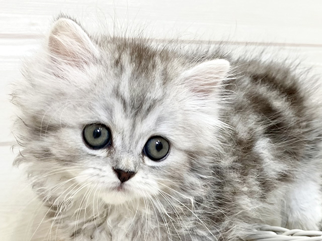 愛知県のラガマフィン (ペッツファースト大高店/2025年8月12日生まれ/女の子/シルバータビー)の子猫の3枚目の画像