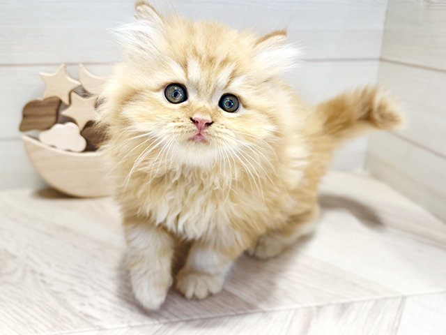 群馬県のミヌエット (ペッツファースト高崎店/2025年8月2日生まれ/男の子/レッドタビー)の子猫