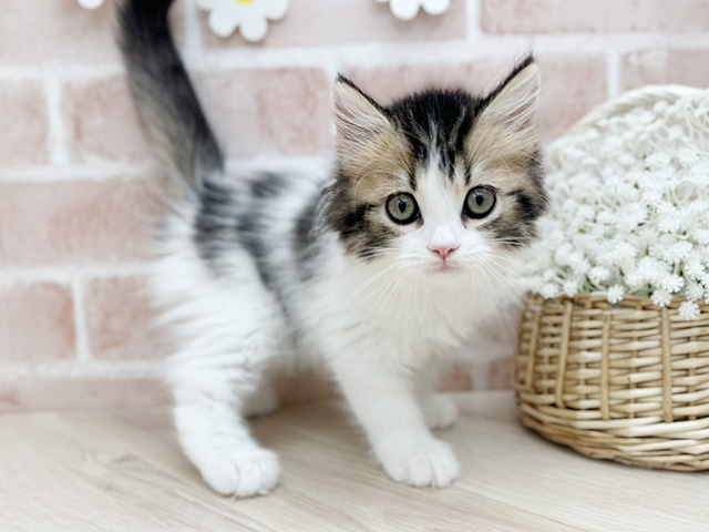 東京都のサイベリアン (ペッツファーストfor cats武蔵小山店/2025年8月5日生まれ/男の子/ブラウンタビーホワイト)の子猫の2枚目の画像
