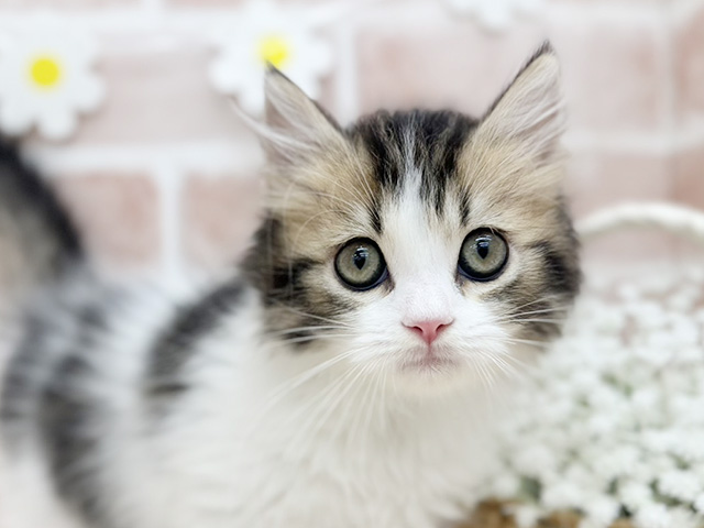 東京都のサイベリアン (ペッツファーストfor cats武蔵小山店/2025年8月5日生まれ/男の子/ブラウンタビーホワイト)の子猫の3枚目の画像