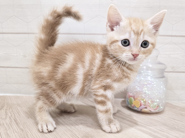 鳥取県のアメリカンショートヘアー (ペッツファースト日吉津店/2025年8月8日生まれ/男の子/クリームタビー)の子猫の2枚目の画像