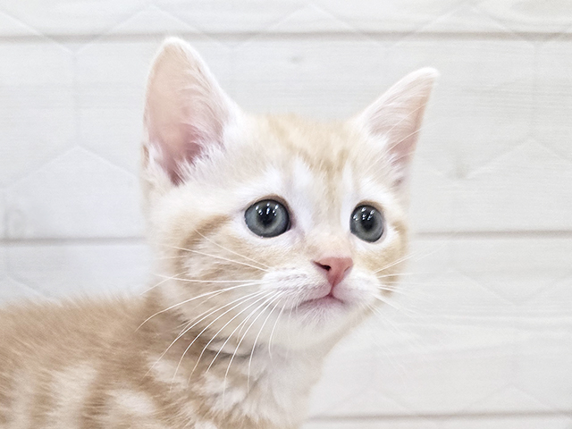 鳥取県のアメリカンショートヘアー (ペッツファースト日吉津店/2025年8月8日生まれ/男の子/クリームタビー)の子猫の3枚目の画像