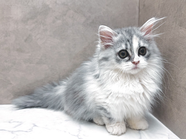 大阪府のミヌエット (ペッツファースト心斎橋本店/2025年8月7日生まれ/女の子/シルバーパッチドタビーホワイト)の子猫