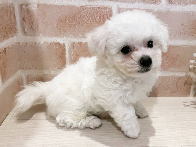 東京都のビションフリーゼ (ペッツファースト町田店/2025年8月12日生まれ/男の子/ホワイト)の子犬の2枚目の画像