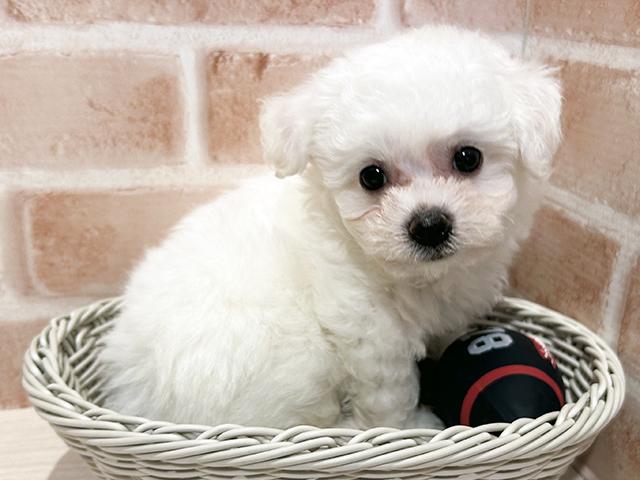 東京都のビションフリーゼ (ペッツファースト町田店/2025年8月12日生まれ/男の子/ホワイト)の子犬の3枚目の画像