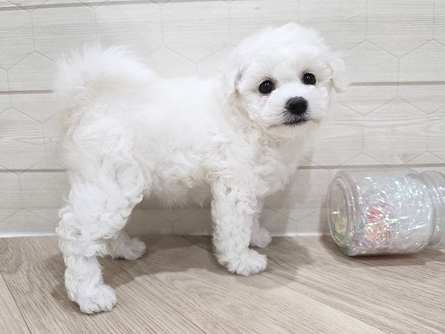 東京都のビションフリーゼ (ペッツファースト吉祥寺サンロード店/2025年8月12日生まれ/女の子/ホワイト)の子犬の2枚目の画像