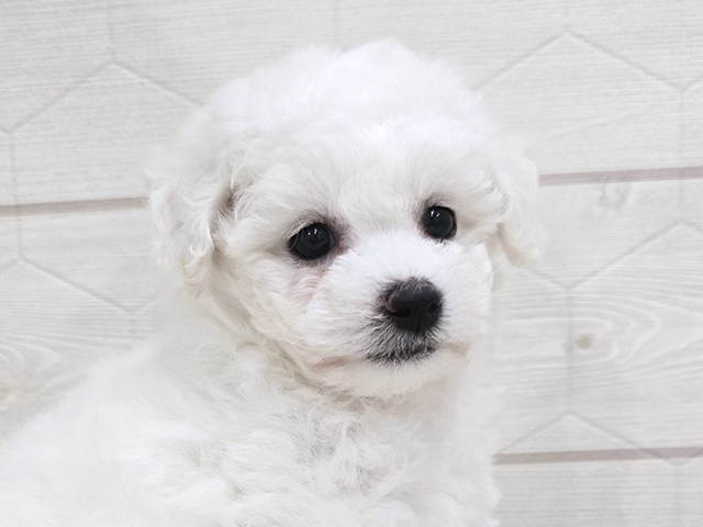 東京都のビションフリーゼ (ペッツファースト吉祥寺サンロード店/2025年8月12日生まれ/女の子/ホワイト)の子犬の3枚目の画像