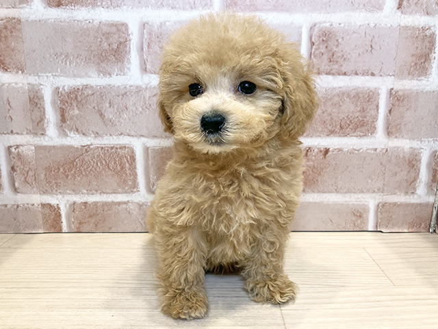 千葉県のビションプー(ビションフリーゼ×プードル) (ペッツファースト流山おおたかの森店/2025年8月12日生まれ/男の子/アプリコット)の子犬の1枚目の画像