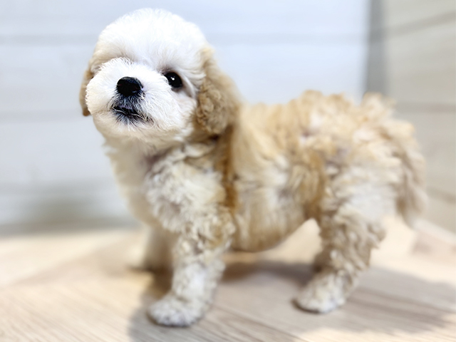 東京都のビションプー(ビションフリーゼ×プードル) (ペッツファースト八王子多摩美大前店/2025年8月12日生まれ/男の子/アプリコットホワイト)の子犬の2枚目の画像