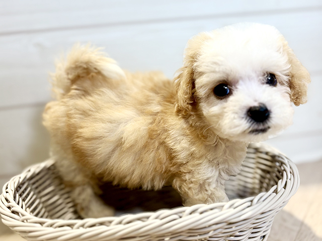 東京都のビションプー(ビションフリーゼ×プードル) (ペッツファースト八王子多摩美大前店/2025年8月12日生まれ/男の子/アプリコットホワイト)の子犬の3枚目の画像