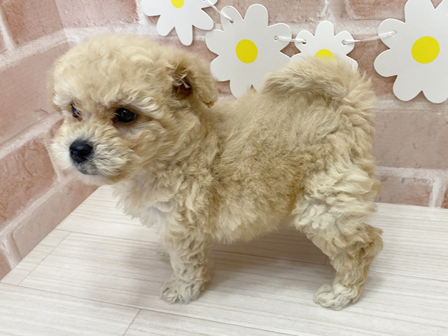 鹿児島県のビションプー(ビションフリーゼ×プードル) (ペッツファースト鹿児島店/2025年8月12日生まれ/女の子/アプリコット)の子犬の2枚目の画像