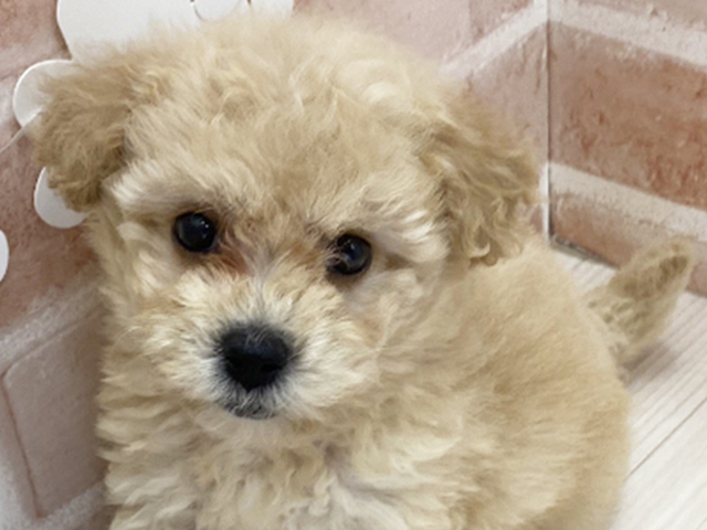 鹿児島県のビションプー(ビションフリーゼ×プードル) (ペッツファースト鹿児島店/2025年8月12日生まれ/女の子/アプリコット)の子犬の3枚目の画像