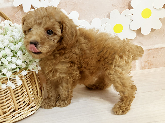 静岡県のトイプードル(トイ) (ペッツファースト富士南店/2025年8月12日生まれ/女の子/レッド)の子犬の2枚目の画像