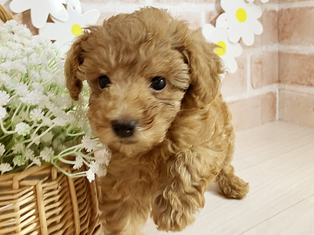 静岡県のトイプードル(トイ) (ペッツファースト富士南店/2025年8月12日生まれ/女の子/レッド)の子犬の3枚目の画像