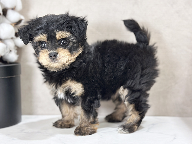 東京都のチワプー/プーチー(チワワ×プードル) (ペッツファースト武蔵小山店/2025年8月12日生まれ/女の子/ブラックタン)の子犬の2枚目の画像