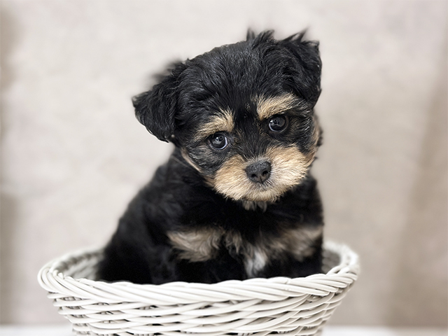 東京都のチワプー/プーチー(チワワ×プードル) (ペッツファースト武蔵小山店/2025年8月12日生まれ/女の子/ブラックタン)の子犬の3枚目の画像