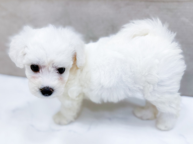 東京都のビションフリーゼ (ペッツファースト恵比寿店/2025年8月11日生まれ/女の子/ホワイト)の子犬の2枚目の画像