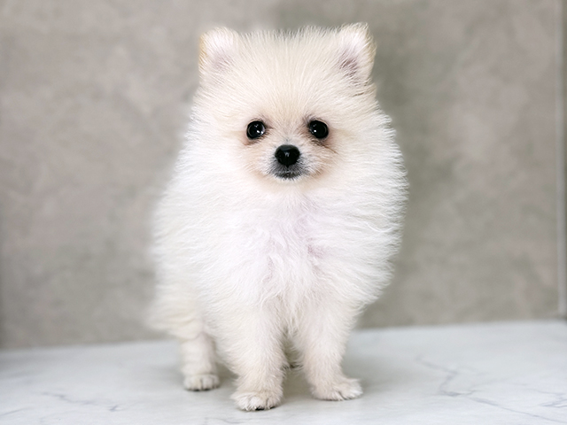 福岡県のポメラニアン (ペッツファースト福津店/2025年8月12日生まれ/女の子/クリーム)の子犬