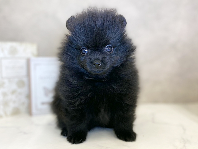 奈良県のポメラニアン (ペッツファースト橿原店/2025年8月12日生まれ/女の子/ブラック)の子犬の1枚目の画像