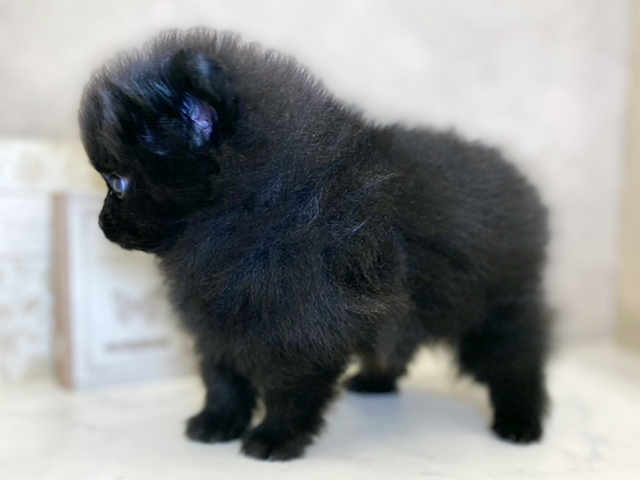 奈良県のポメラニアン (ペッツファースト橿原店/2025年8月12日生まれ/女の子/ブラック)の子犬の2枚目の画像