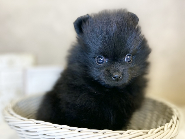 奈良県のポメラニアン (ペッツファースト橿原店/2025年8月12日生まれ/女の子/ブラック)の子犬の3枚目の画像