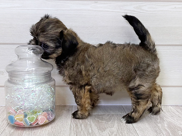 愛知県のチワズー/チワシーズ(チワワ×シーズー) (ペッツファースト大高店/2025年8月11日生まれ/女の子/フォーン)の子犬の2枚目の画像