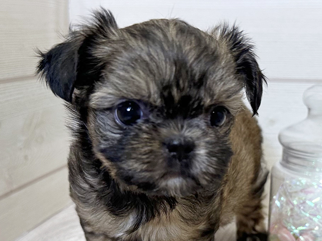 愛知県のチワズー/チワシーズ(チワワ×シーズー) (ペッツファースト大高店/2025年8月11日生まれ/女の子/フォーン)の子犬の3枚目の画像