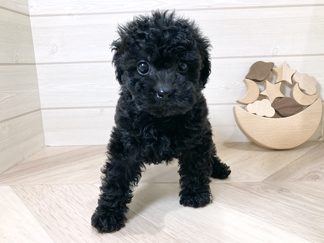 鳥取県のタイニープードル (ペッツファースト日吉津店/2025年8月12日生まれ/男の子/ブラック)の子犬の1枚目の画像