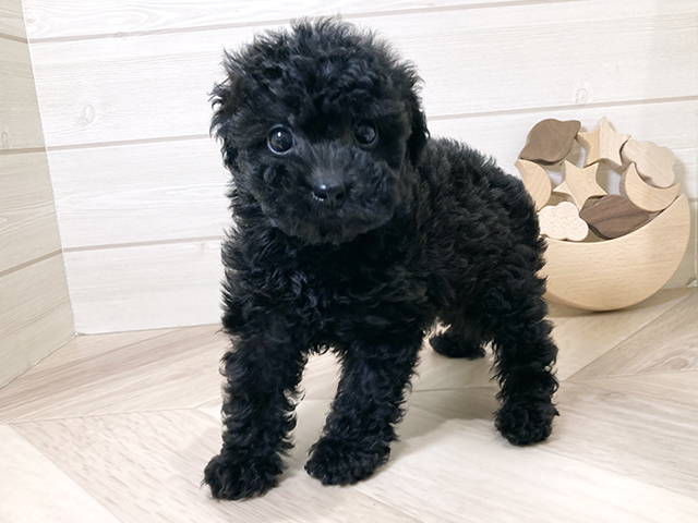 鳥取県のタイニープードル (ペッツファースト日吉津店/2025年8月12日生まれ/男の子/ブラック)の子犬の2枚目の画像